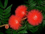 powder puff tree